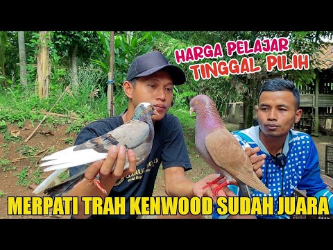 MERPATI SEBANYAK INI HARGA PELAJAR TINGGAL PILIH