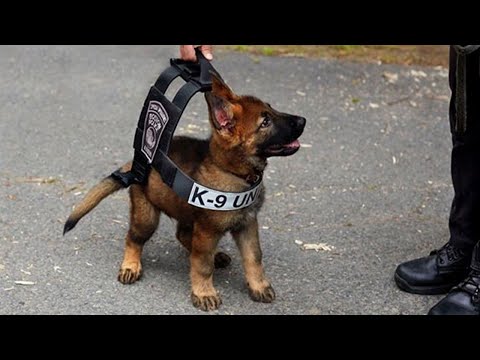 Funniest & Cutest German Shepherd Puppies Funny Dog Videos 2024
