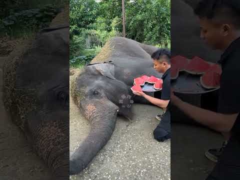 This treatment is OK Elephant Eating Watermelon Dragon Dream Changxing Culture and Tourism #5