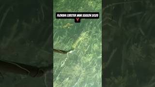 48 Lobsters in Under 2 Hours! 🦞 Florida Mini Season Madness!