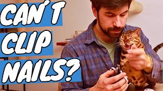 I Tried Trimming My Angry Bengal Cat’s Nails – Here’s What Happened
