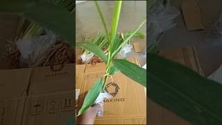 என்ன இருக்கு இங்க 🤔!!#shorts #shortsfeed #garden #gardening #harbal #plants #natrue #gardenplants