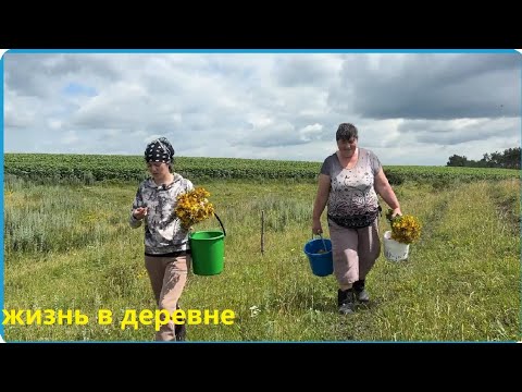 Вытащили бабушку за ягодами, деревенские лайф хаки, жизнь в деревне