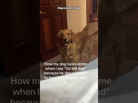 Every dog has one weakness… and it’s Dad.#dog #funnydogs #dogreaction #doglife #foryou