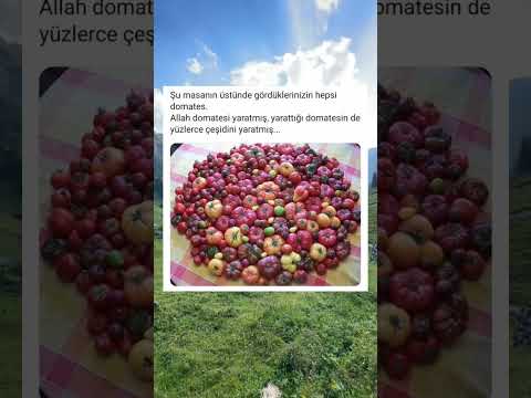 Masanın üstünde gördüklerinizin hepsi domates
