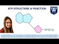 ATP Functions and Characteristics
