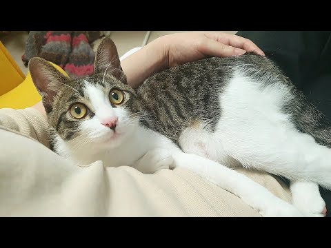 아직도 자기가 아기인줄 아는 고양이