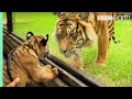 Understanding Tiger Behavior and Interactions