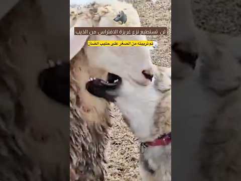 المفترس لا يتخلى عن غريزته | #ذئب تم ترويضة من الصغر ولكن غريزة الافتراس لم تمسح من ذاكرته 🐺