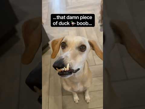 Alan, do the trend u get the duck boob, deal? ๐ซฑ๐ผโ๐ซฒ๐ฝ๐พ๐ค#proudtobedifferent #adoptdontshop #trend