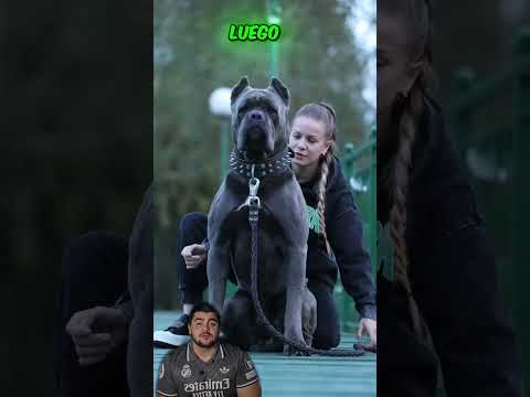 Tus perros favoritos 3 doritos despues #youtubeshorts #perro