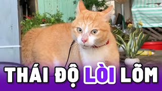 Tổng hợp những biểu cảm hài hước của loài Mèo 😂