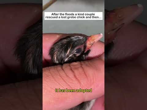 Rescued a grebe chick #wildliferescue #lovestory #animals #birds #grebe # #cute #rescue #love