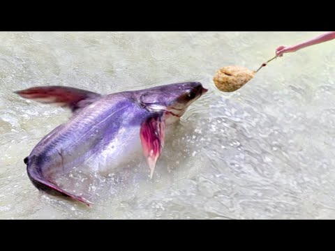 Fishing Video ✅️|| catching fish by rod ~ Traditional hook fishing in the village canal 🥰🥰