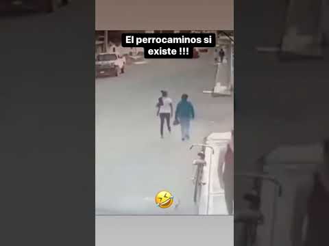 Lo atropello un perro🤣🤣#humor #perros #comedia #atropellado #Correcaminos
