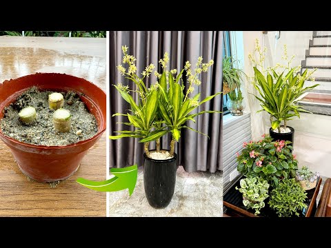 TOP indoor plants that are easy to grow, filter the air well and don't need much light