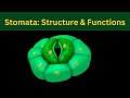Guard Cells and Stomata Functions