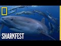 Shark Conservation and Ecosystem Roles