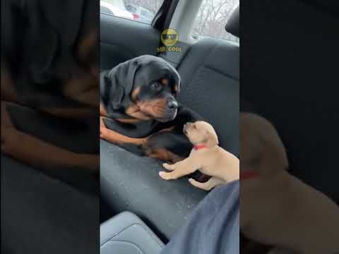 POV: Your tiny friend has a big attitude ๐ #puppylove #bigdog #funny #animalshorts #doggoals