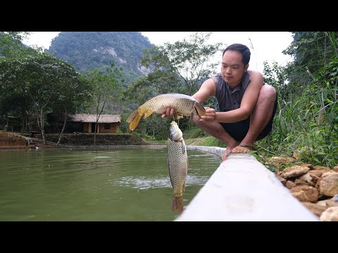 My Fish situation After 4 Years, Bring the fish back to the pond, They are so much bigger! - Ep.152