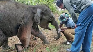 𝙏𝙝𝙚 𝙩𝙧𝙚𝙖𝙩𝙢𝙚𝙣𝙩 𝙜𝙞𝙫𝙚𝙣 𝙩𝙤 𝙩𝙝𝙚 𝙗𝙖𝙗𝙮 𝙚𝙡𝙚𝙥𝙝𝙖𝙣𝙩 😢😢 #bbcearth #animalplanet #elephant #veterinary #animals