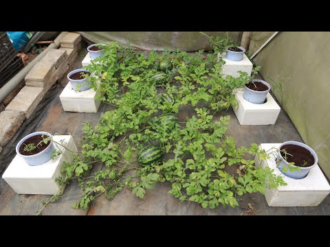 Grow Your Dream Watermelon Garden Right in Your Yard - Big, Sweet, and Easy