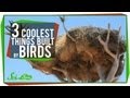 Bird Nesting Behaviors and Structures
