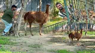 Hum Ny Jungle Main Camping ki😍Sabtain Lama K Peechy Lg Gea😂