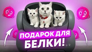 ПОДАРОК ДЛЯ БЕЛКИ АВТОМАТИЧЕСКИЙ ЛОТОК NEAKASA M1#cat