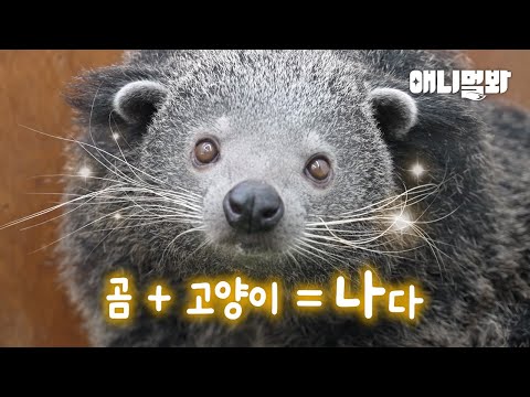 곰과 고양이가 만나면 제가 탄생합니다(?) ㅣWhen Bear And Cat Meets, I'm Born(?)
