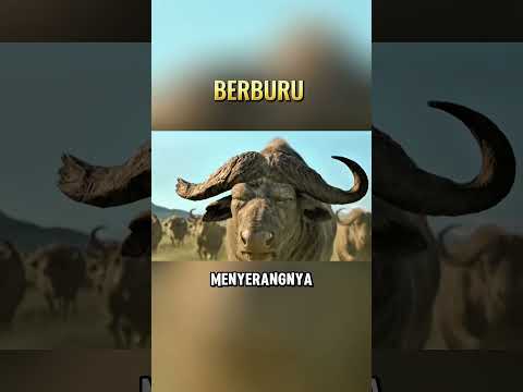 Berburu #alurceritafilm #alurcerita #film #movie #movieclips