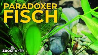 Lebendes FOSSIL! ⏳🧬 Südamerikanische Lungenfische im Tierpark Bochum | zoos.media