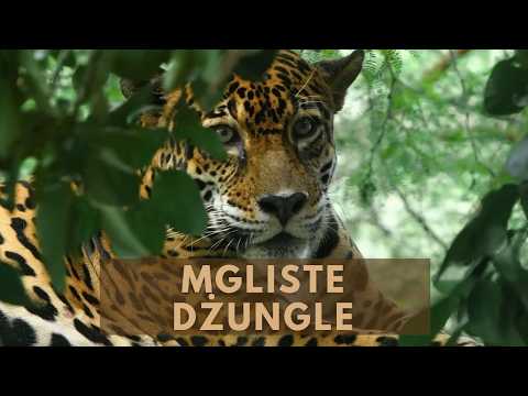 Mgliste Dżungle: Ekwadorskie Andy - Film Przyrodniczy Lektor PL [HD]