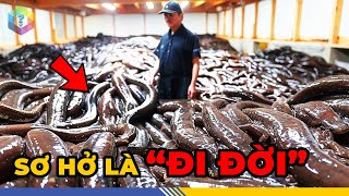 Sởn Gai Ốc 6 Màn Thu Hoạch Mạo Hiểm Nhất Hành Tinh - Thách Thức "Tử Thần"? [Top 1 Khám Phá]