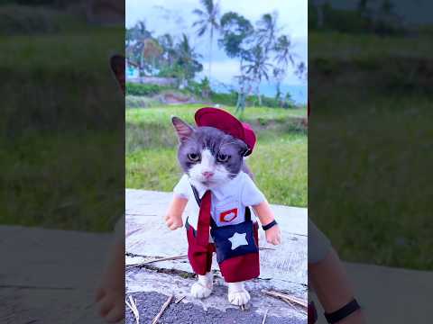 Berangkat sekolah didatangin preman kartel😹 #kucing #cat #youtubeshorts