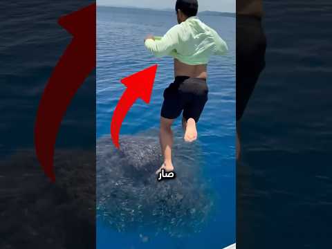 شوفوا إيش طلع من قميصه بعد ما قفز وسط السمك! #shorts