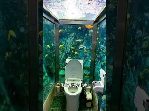 WOULD YOU USE THESE TOILETS?