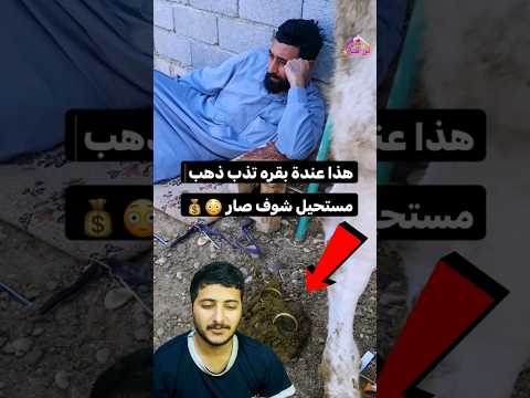 هذا عندة بقره تذب ذهب😍♥ مستحيل شوف صار 😳💰