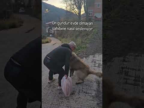 Keşke insanlar hayvanlardan sevgi alsalar biraz #shorts #shortvideo #shortsvideo #viralvideo #video