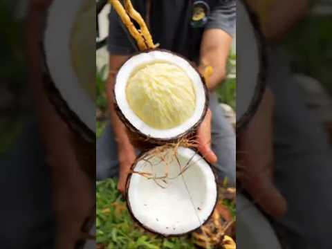 The Secret Inside a Coconut – The Coconut Apple! 🥥😲 #shorts #plants #farming