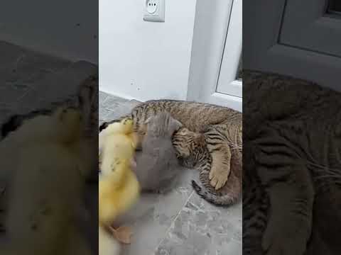 МЫ ТОЖЕ ХОТИМ МОЛОЧКА!