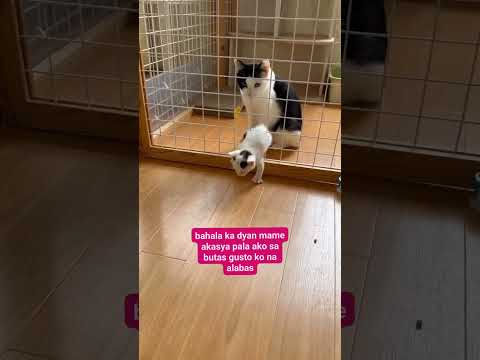 kucing #kucinglucubandung #cat #kucingbelangtiga #kucing #funny #memengakakkocak #pecintakucing