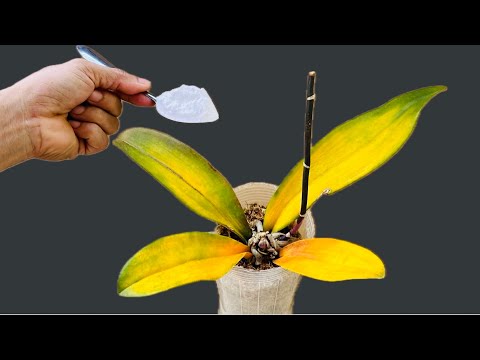 Sprinkle 1 teaspoon on the roots! You will instantly revive any orchid