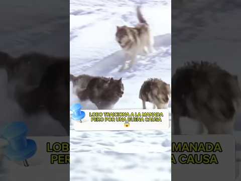 Lobo traiciona a su manada por una causa! 😱 #animales #animals #wildlife #animallife #planet #fauna