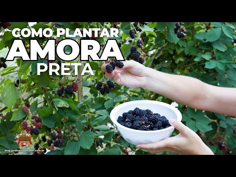 Como Plantar Amora Preta ou Amora do Ébano