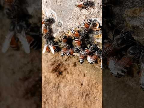 Honey Bee death after Bite๐จ#shorts#mrmine