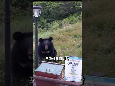 한국 반달곰은 사람을 공격할까?