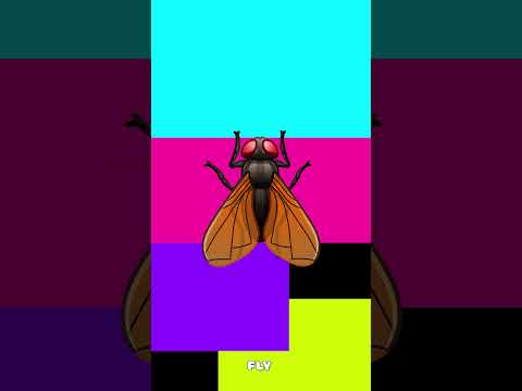 Fly Learn insects