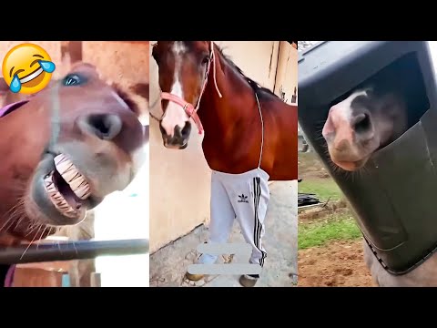 Funny Caballos (EP.04)