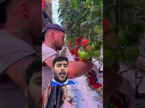 ابوعليو